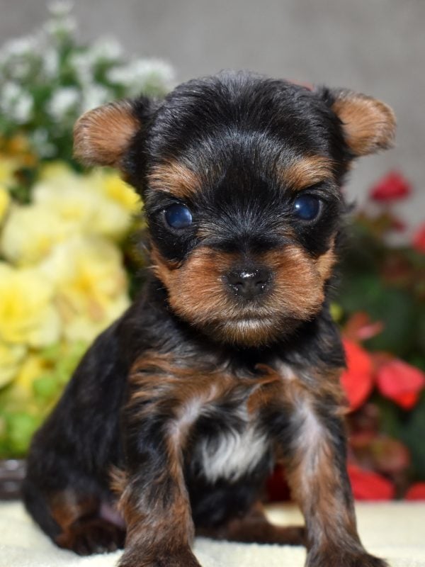 teacup yorkie for sale near me