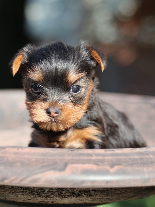 teacup yorkies