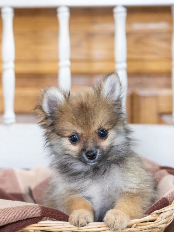 toy pomeranian for sale pa