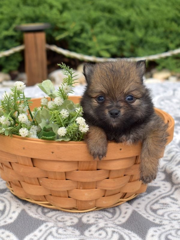 toy pomeranian puppies for sale
