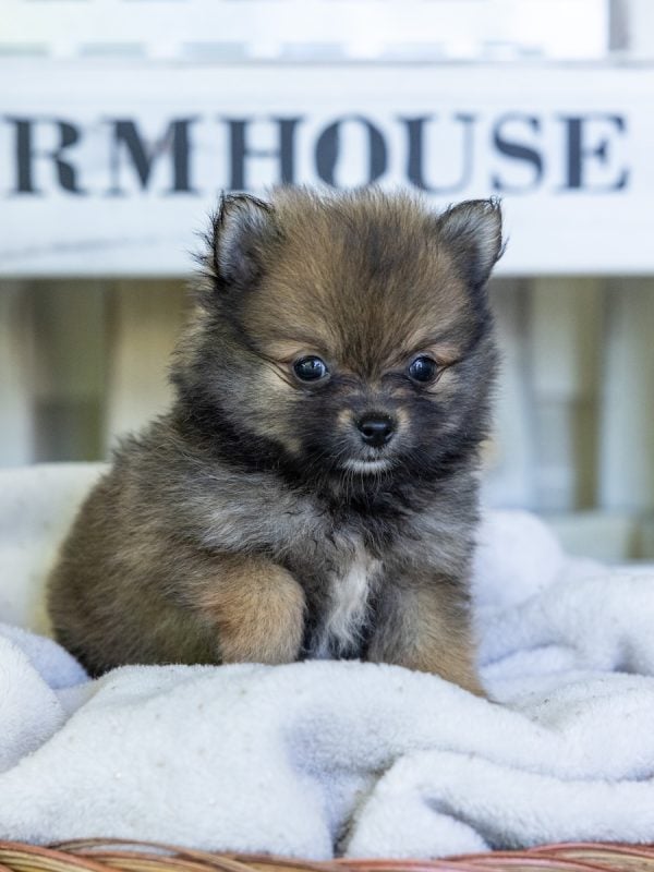 toy pomeranian puppy