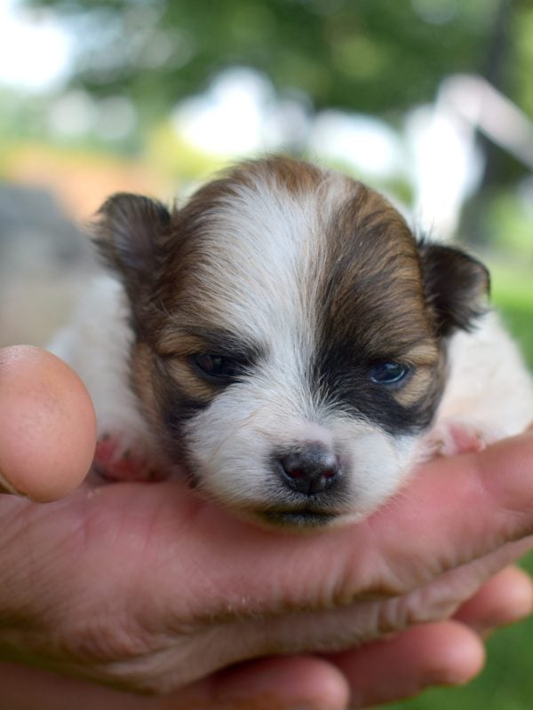 white and brown Pomeranian puppy