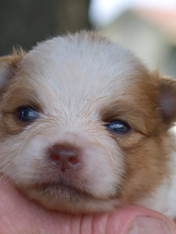 white and red Pomeranian puppy