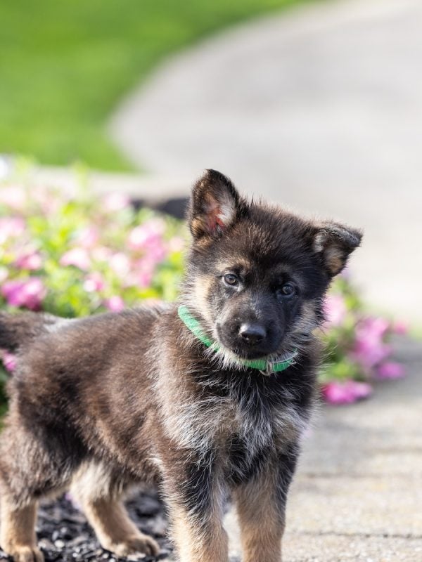 working line german shepherd for sale pa