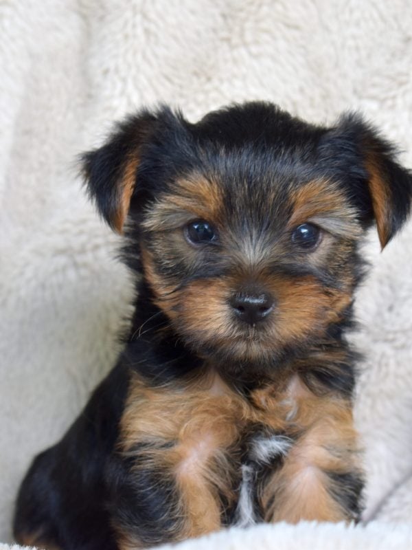 yorkie breeder lancaster pa