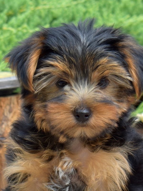yorkie breeder near me nj