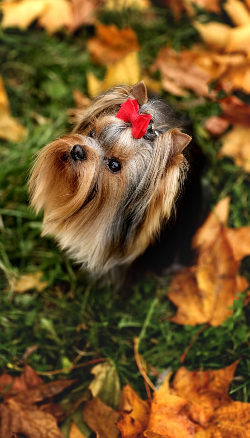 yorkie-dog-lies-in-autumn-leaves-2025-01-08-02-31-48-utc