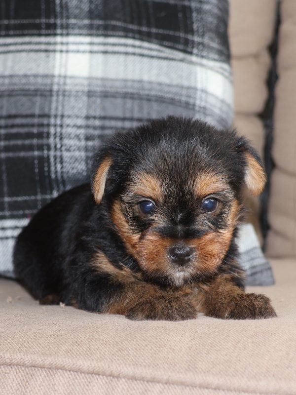 yorkie puppies