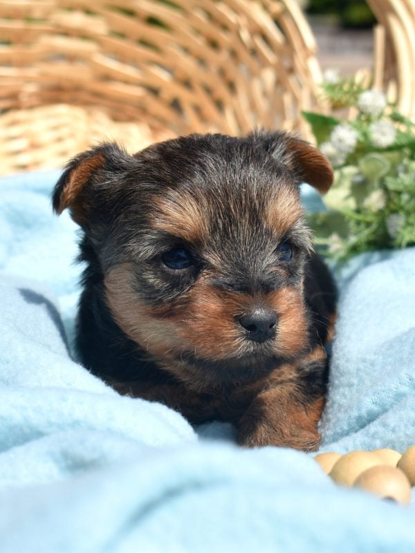 yorkie puppies for lancaster