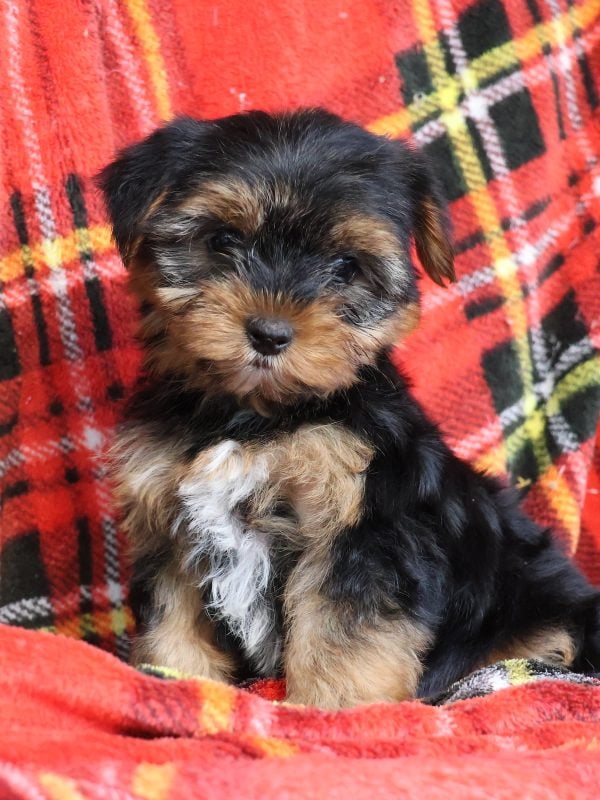 yorkie puppies for sale near me