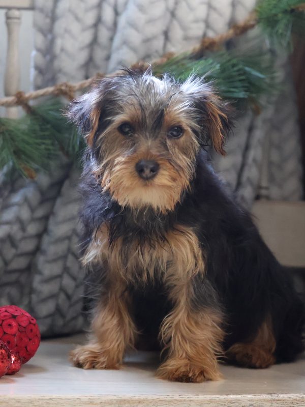 yorkie puppy