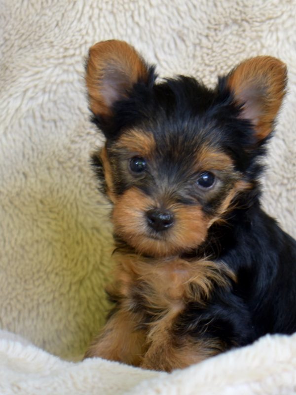 All Puppies - Hill Top Farm Puppies