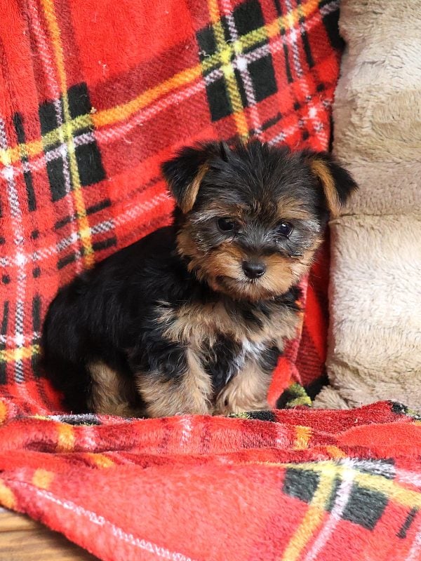 yorkie yorkie puppies