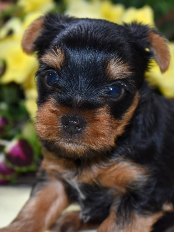 yorkshire terrier breeders pa