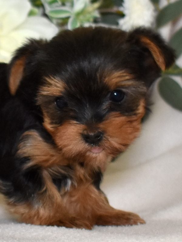 yorkshire terrier for sale