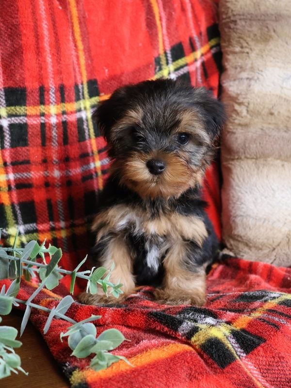 yorkshire terrier puppies for sale near me