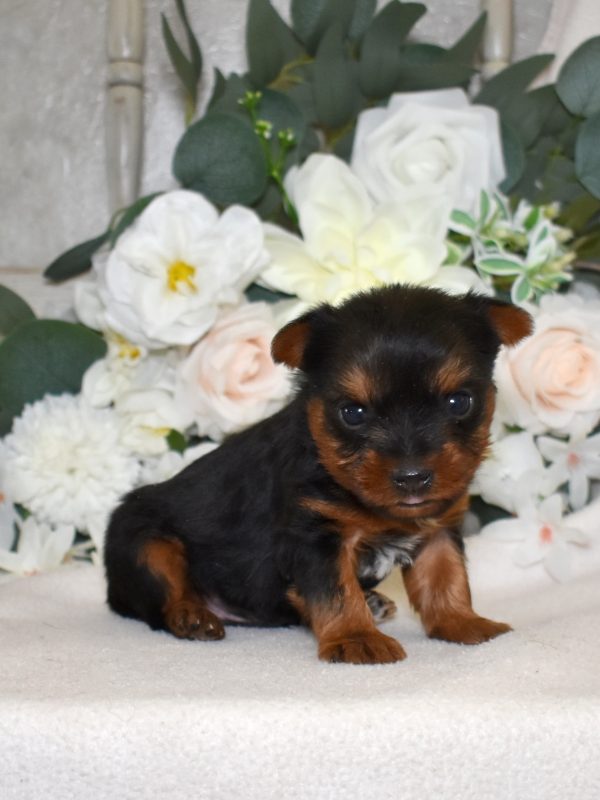 yorkshire terrier puppies for sale near me