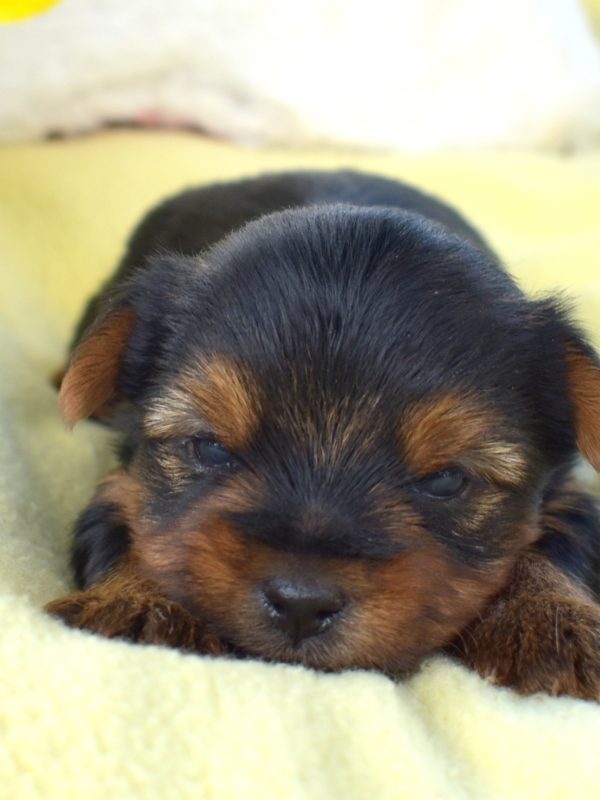 yorky puppy